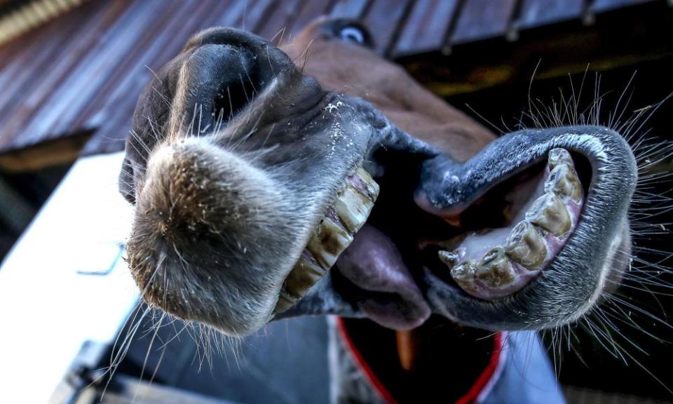 Gordon Elliott’s Champion Hurdle Samcro pictured at the trainer’s yard this week.