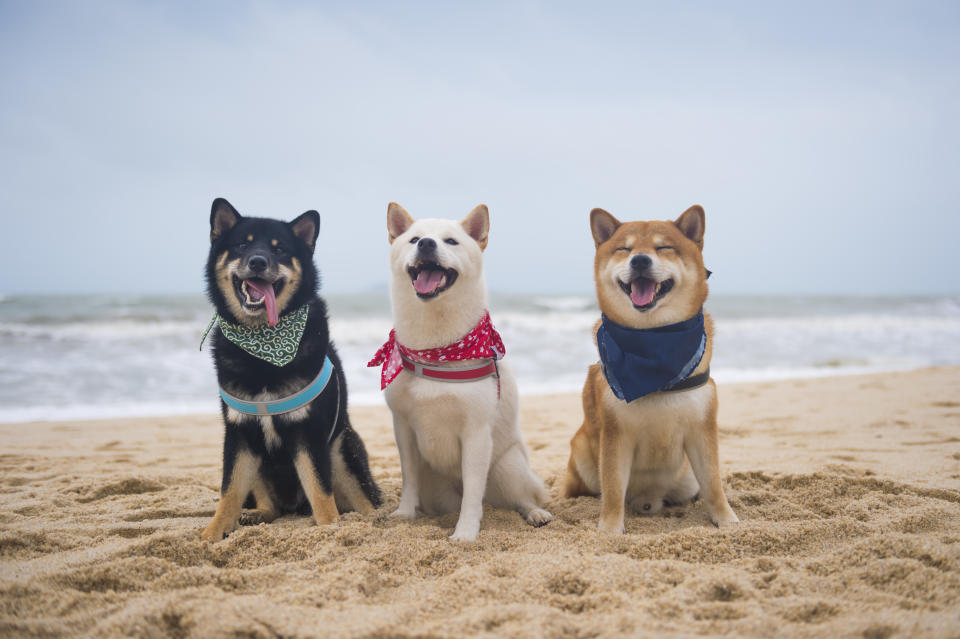 Shiba inu, dogecoin crypto tokens 