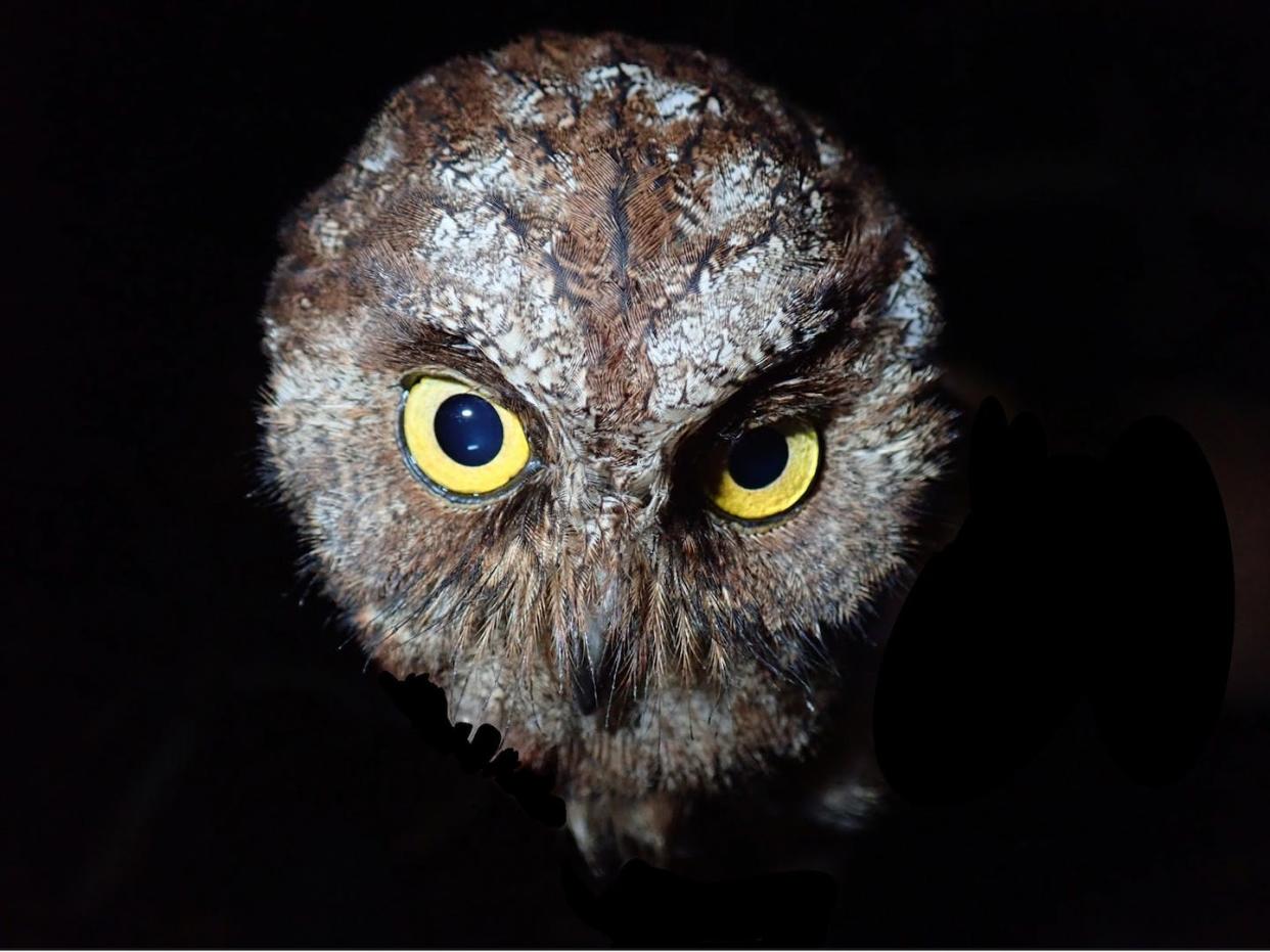 'Otus bikegila', the new species of owl discovered in Central Africa. Martim Melo, Author provided