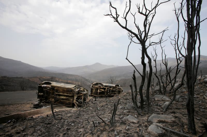 Burnt trees and vehicles are pictured in the aftermath of a wildfire in Bejaia