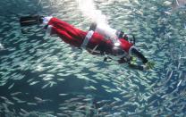 SEOUL, SOUTH KOREA - DECEMBER 08: A South Korean diver clad in Santa Claus costume swims with sardines at The Coex Aquarium on December 8, 2012 in Seoul, South Korea. Even though the official religion of South Korea is Buddhism, about 30 percent of it is Christian and Christmas is one of the biggest holidays to be celebrated in South Korea. (Photo by Chung Sung-Jun/Getty Images)