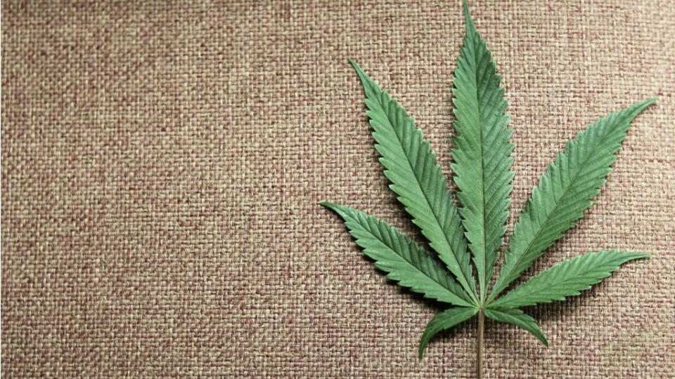 a marijuana leaf on a canvas