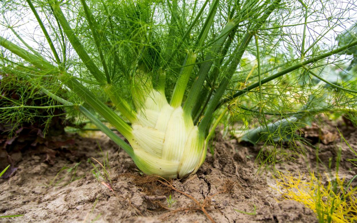 Grow fennel for delicious crunch - www.Alamy.com