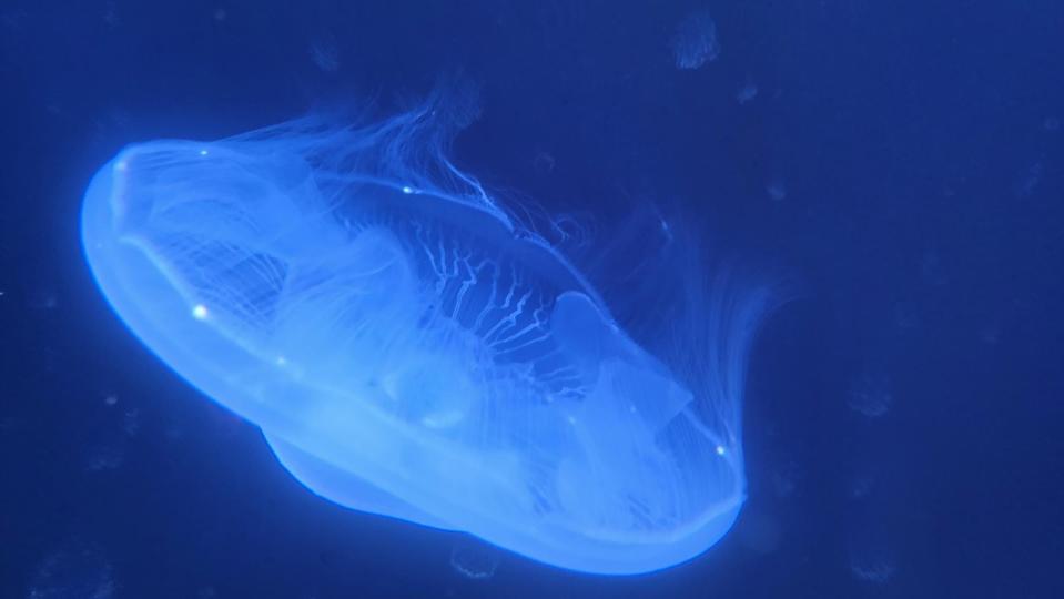 Staff at Discovery World has allowed several moon jellyfish to breed at the science museum's aquarium over the past year.