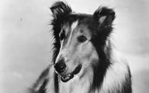 Die unangefochtene Nummer eins: Lassie ist der wohl bekannteste und beliebteste Filmhund aller Zeiten. 1938 trat der Langhaarcollie erstmals literarisch in Erscheinung, 1943 begann an der Seite der damals zehnjährigen Liz Taylor Lassies erstes Kinoabenteuer. (Bild: Getty Images / Hulton Archive)