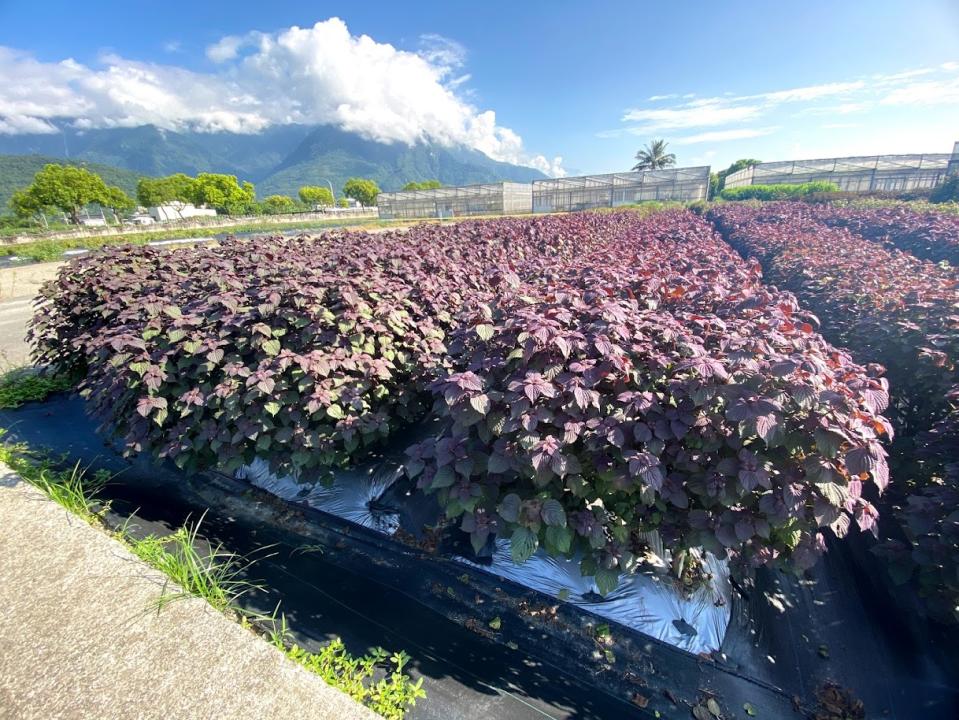 花蓮區農業改良場紫蘇的栽植情形。   圖：花蓮區農業改良場／提供