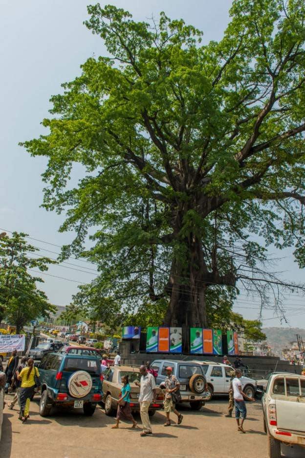 The cotton tree pictured in 2013