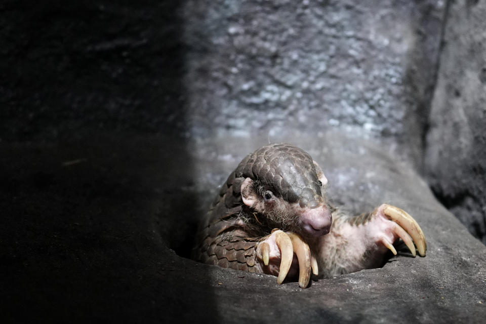 A Chinese pangolin is seen at its enclosure at the zoo in Prague, Czech Republic, Thursday, May 19, 2022. Prague's zoo has introduced to the public a pair of critically endangered Chinese pangolins as only the second animal park on the European continent. (AP Photo/Petr David Josek)