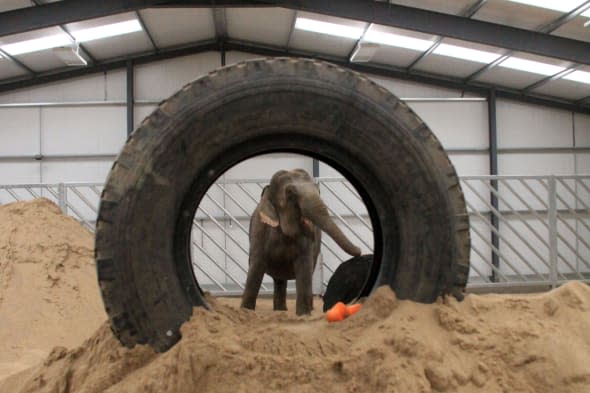 New home for saved circus elephant