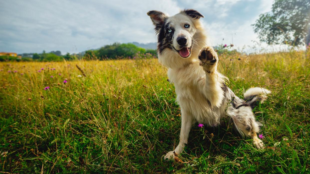  Happy dog in a meadow holding their paw up. 