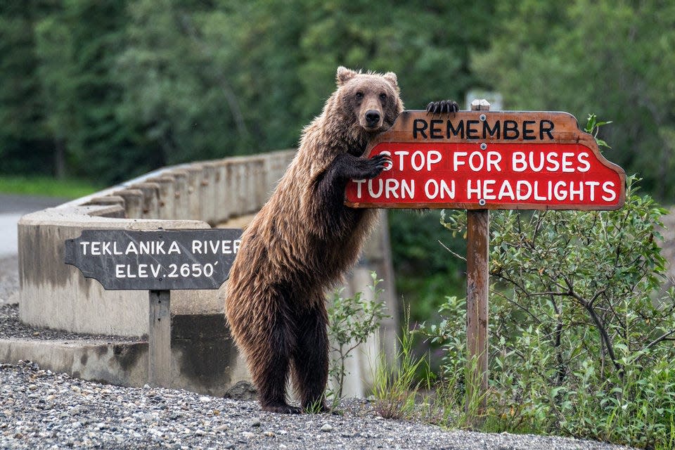 "Drive Safe" by Jonathan Irish shows a bear leaning against a road safety sign.