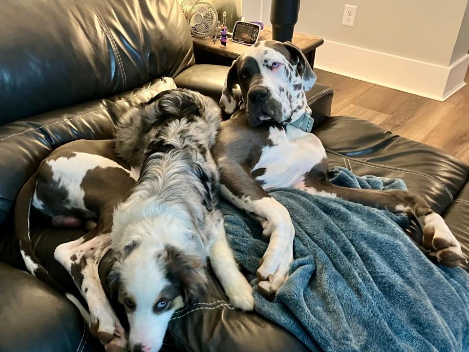 Moosh, a miniature American shepherd, and Levi, a Great Dane, have both been adopted by Cassandra Harding of Fairfield following Puppy Bowl XX.