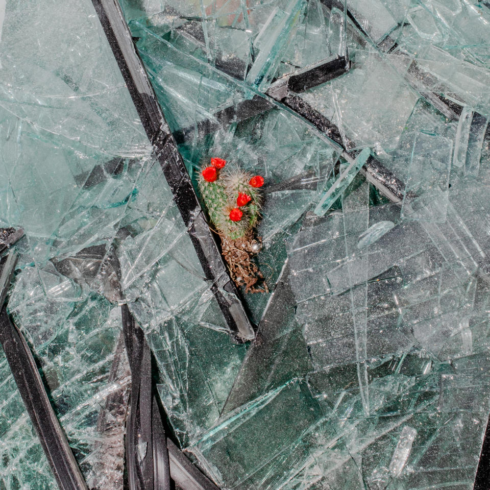 A cactus rests on broken glass. Cleanup efforts have been left to volunteers, with authorities all but invisible. | Myriam Boulos for TIME
