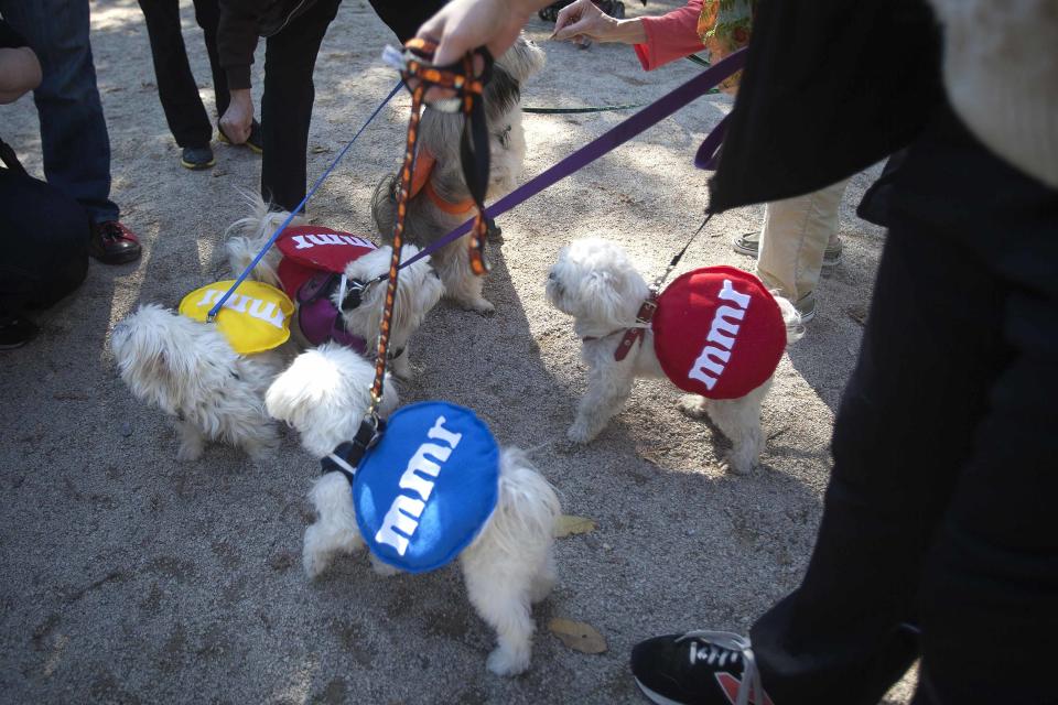 A group of dogs play during the 24th Annual Tompkins Square Halloween Dog Parade in New York