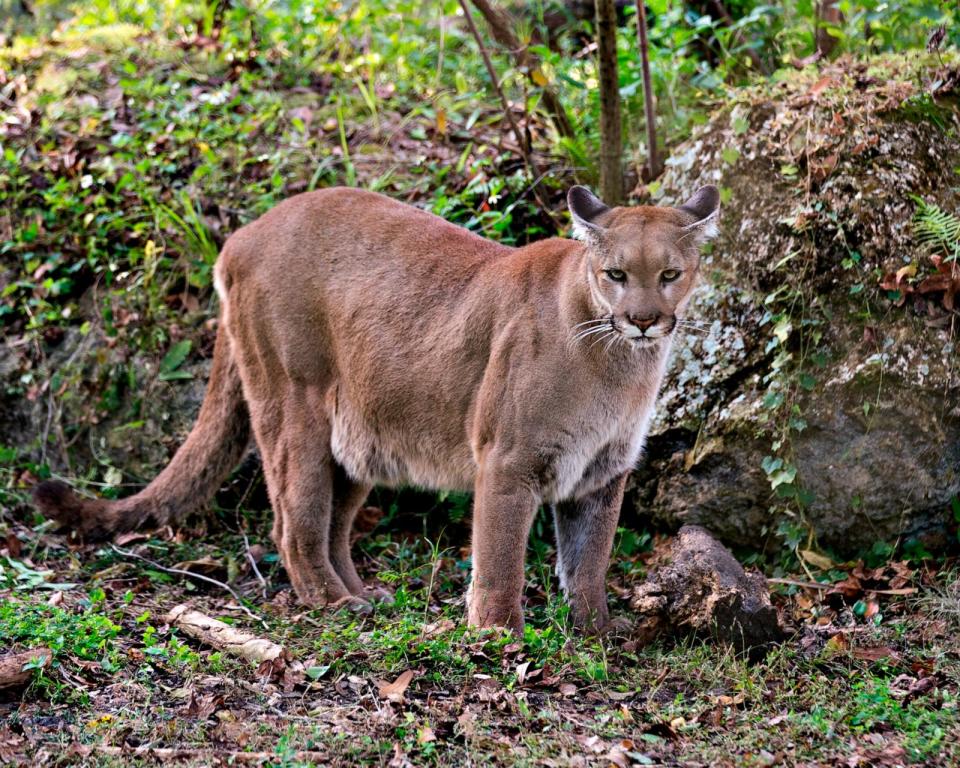 PHOTO: A Florida Panther. (STOCK PHOTO/Getty Images)