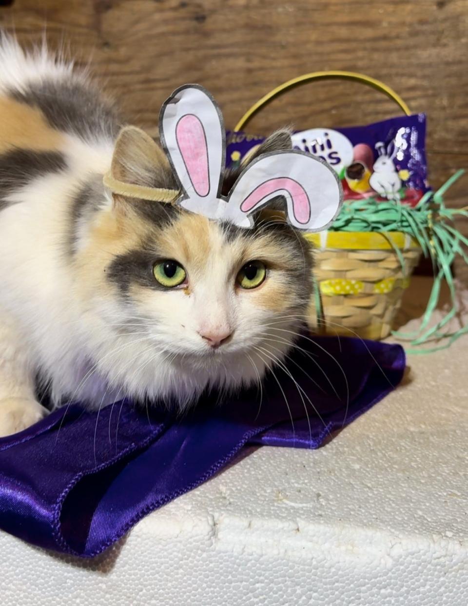 Violet, a barn cat at Lacy Geisler's farm, is also in the running to star in the Easter-bunny theme ad campaign for Cadbury.