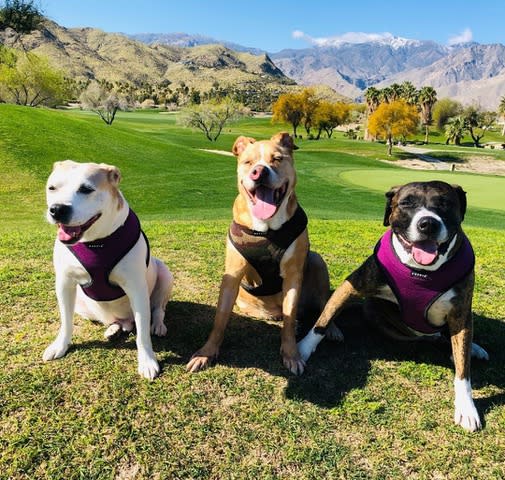 Three pit bulls smile (Michael Levitt / Michael Levitt Productions)