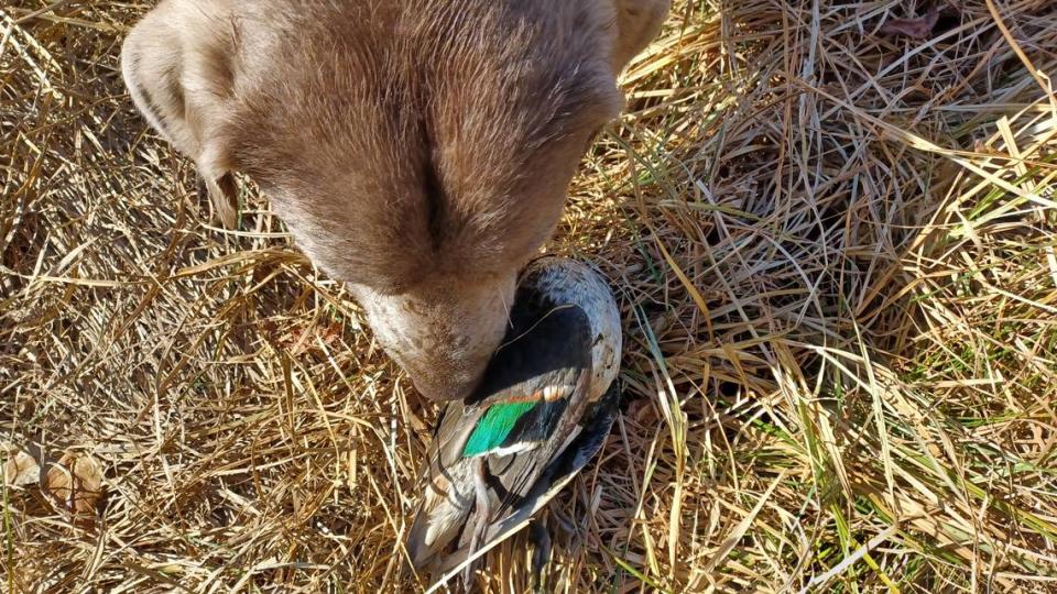 Eagle reporter Chance Swaim’s silver lab, Goose, with Swaim’s first duck of the year, a green-winged teal harvested in McPherson County. 
