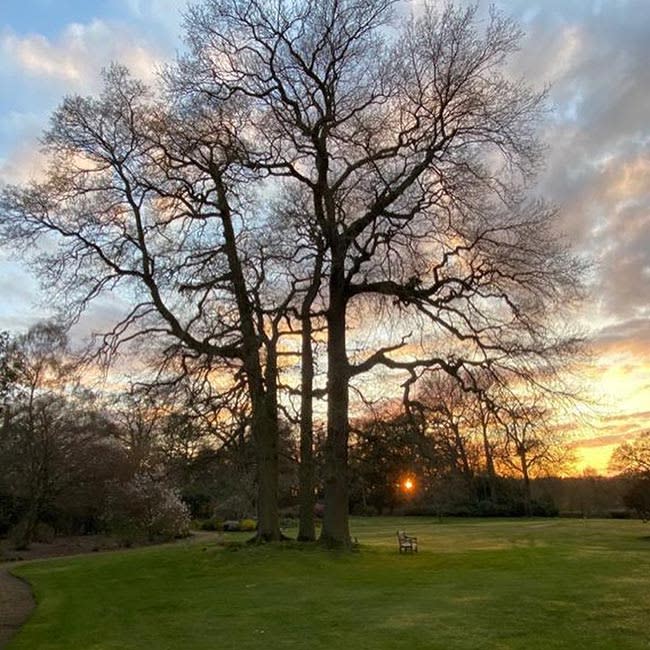 royal-lodge-tree