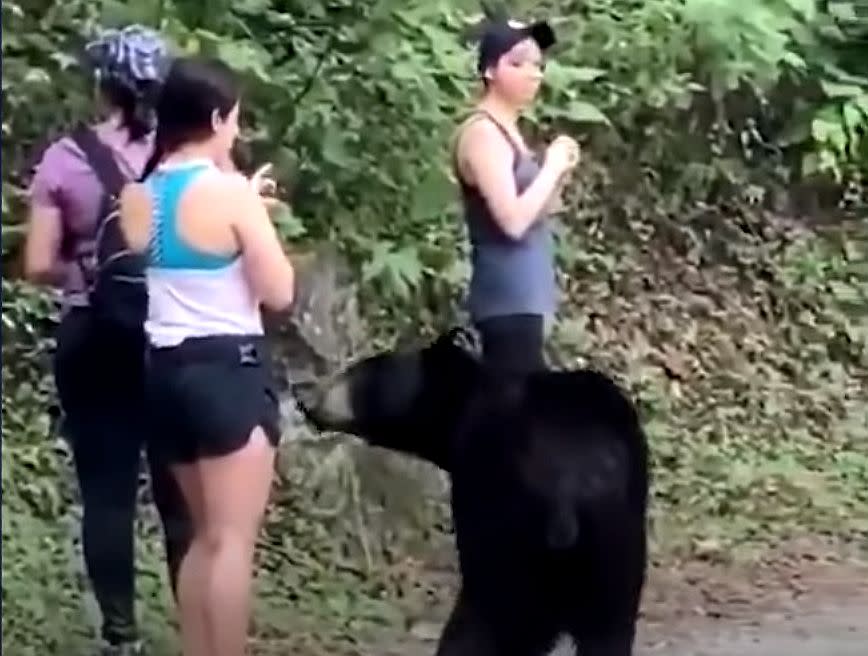 In einem Park in Mexiko kam es zu einer ungewöhnlichen Begegnung zwischen Mensch und Tier. (Bild: Screenshot via YouTube)
