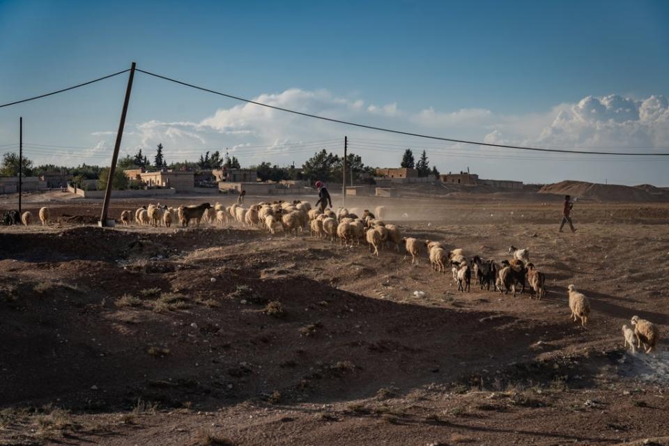 Shepherds move their flock over the dry bed of the Khabour river (Bel Trew)