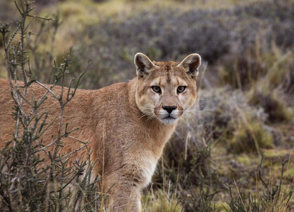 This image released by BBC America shows a female puma on the hunt in Torres del Paine National Park, Chile, featured in the nature series "Seven Worlds, One Planet," premiering Saturday, Jan. 18 on BBC America, AMC, IFC and SundanceTV. (Chadden Hunter/BBC America/BBC Studios via AP)