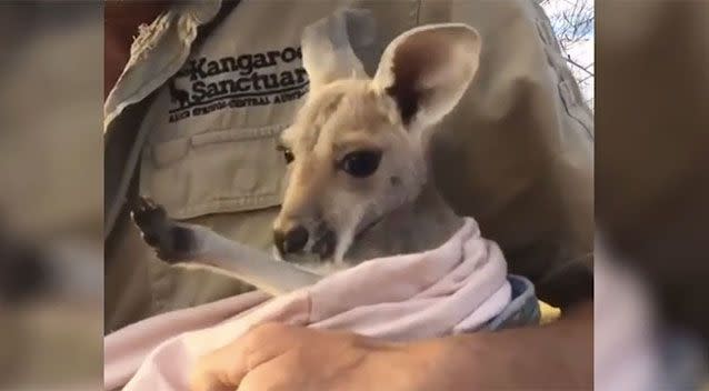 Terri seems content getting a cuddle. Source: The Kangaroo Sanctuary Alice Springs/ Facebook