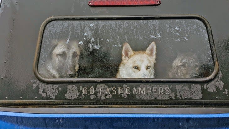 <span class="article__caption">From left: Teddy (a Kangal), Bowie (a Husky-German Shepherd, pronounced like the knife, not the Jones), and Wiley (a turbo-mutt). </span> (Photo: Wes Siler)