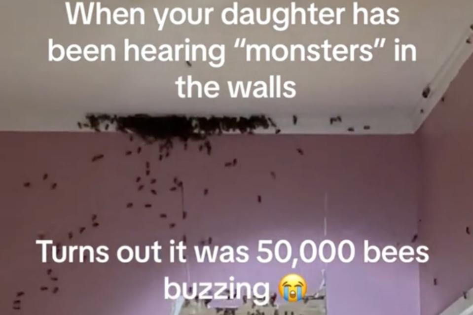 “When your daughter has been hearing ‘monsters’ in the walls,” Ashley described in the clip. “Turns out it was 50,000 bees buzzing.” TikTok/classashley