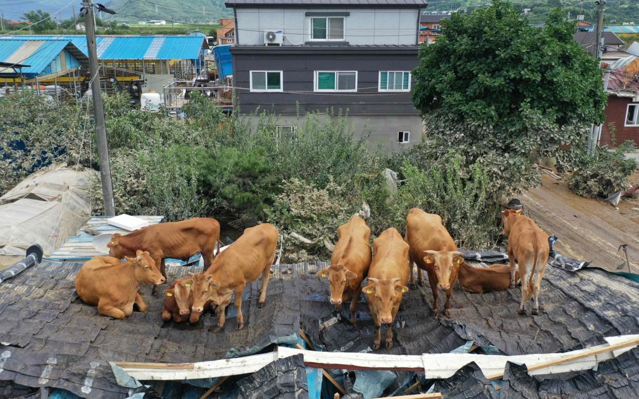 The cows became stuck on the roof after seeking refuge from the flood waters - STR/AFP