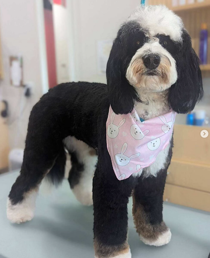 a black fuzzy goldendoodle with white feet, muzzle, belly and top of the head, wearing a pink scarf with bunnies on it standing on a groomers table