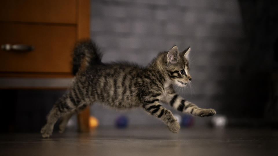 kitten running