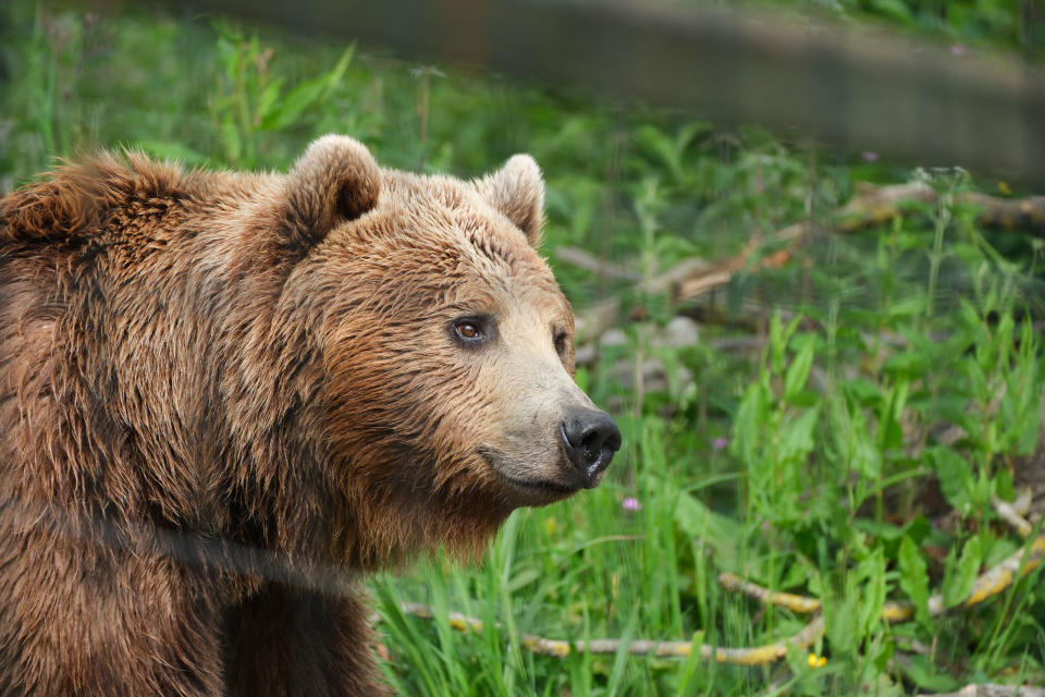 Brown bear in a green leafy field