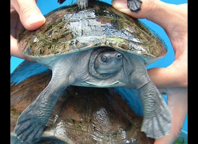 <strong>Scientific Name:</strong> <em>Batagur baska</em>    <strong>Common Name: </strong> Common Batagur/ Four-toed terrapin    <strong>Category:</strong> Turtle    <strong>Population: </strong> Unknown (declining)    <strong>Threats To Survival:</strong> Illegal export and trade from Indonesia to China