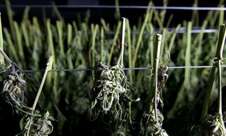 Recently harvested marijuana buds dry at Laura Costa's farm near Garberville, Calif., on Oct. 12, 2016. (AP Photo/Rich Pedroncelli)