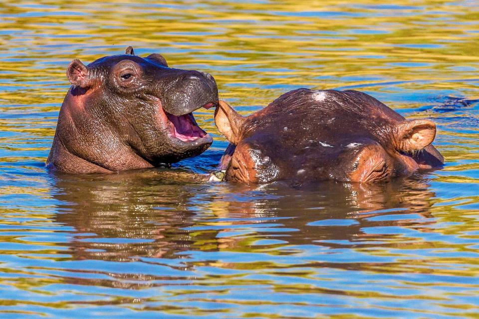 Manoj Shah_Laughing Hippo_00000593