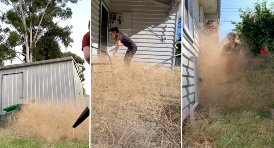 Images of Edie wading through the mounds of tumbleweed, known as hairy panic, on her property in the Wangaratta area..