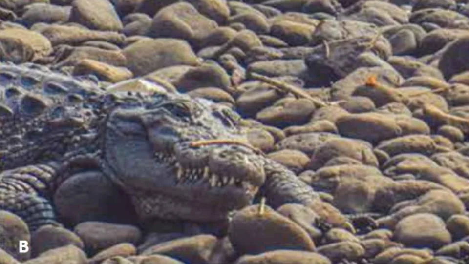 a crocodile on the bank of a river with a twig balanced on its snout