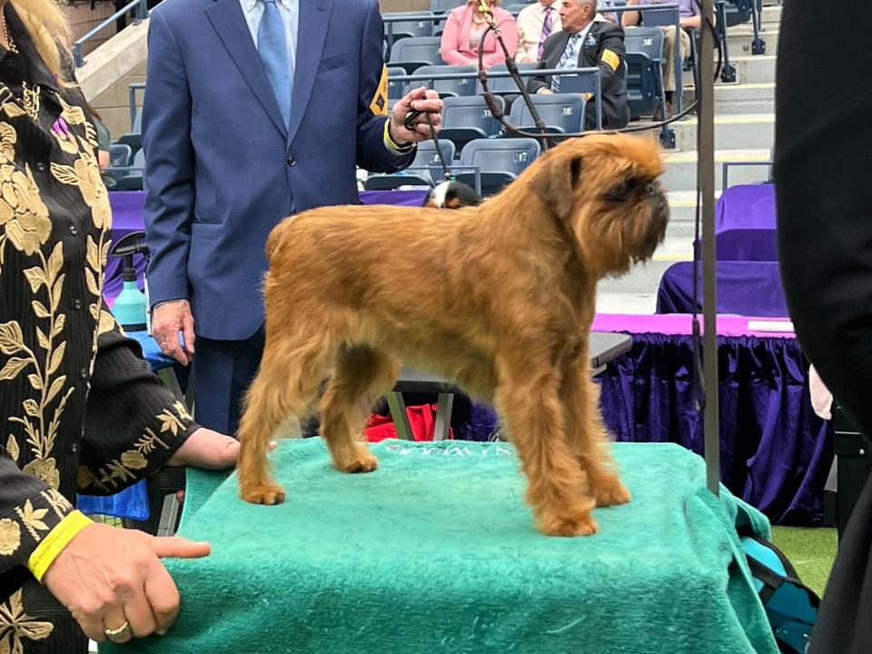 dogs at westminster