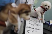 Veterinary clinic encourages people not to abandon their pets, amid concerns about the spread of the coronavirus disease (COVID-19), in Cairo