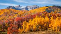 <p>Yellow and red trees sit at the base of a mountain. </p>