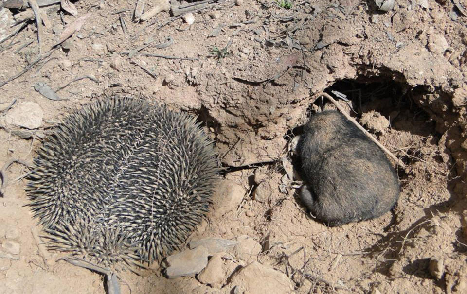 The mother echidna had not left its baby’s side. Source: Wombat Rescue/ Facebook