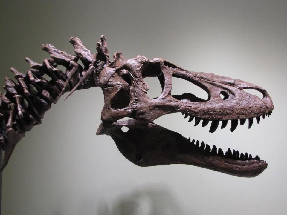 A fossil hunter’s attempt to sell a young Tyrannosaurus rex skeleton on eBay for $2.95 million (£2.25 million) set off a furore among scientists who warned that it needed to be studied, not sold to the highest bidder.The skeleton’s owner, Alan Detrich, defended his decision to try to sell the 15-foot fossil to a wealthy private collector, arguing that it could still be subject to research.“It’s very hard to reach a billionaire,” he said Wednesday, noting that he hoped a wealthy bidder from Europe or Asia would emerge. “Putting it on eBay is one way to do it.”That outlook has angered scientists who have questioned why Mr Detrich lent the skeleton to the University of Kansas Biodiversity Institute and Natural History Museum two years ago, saying that putting it on public view was part of a strategy to sell the specimen to a rich investor.“Mr Detrich has tried to capitalise on the museum’s good faith by using the exhibition and scientific attention as selling points” on eBay, the Society of Vertebrate Paleontology said in a letter last week.It added: “These events undermine the scientific process for studying past life as well as the prospect for future generations to share the natural heritage of our planet.”The skeleton, believed to be a four-year-old T-Rex, was displayed at the museum until recently and has been returned to Mr Detrich.The museum asked that Mr Detrich remove all references to the museum from the original eBay listing, which advertises the fossil’s 21-inch skull and 12 teeth in the lower jaw. The fossil hunter complied.“Most Likely the Only BABY T-Rex in the World!” the ad reads. “It’s a RARE opportunity indeed to ever see a baby REX.”Mr Detrich, who lives in Overbrook, Kansas, said he hoped the exposure from the eBay sale would attract a billionaire wealthy enough to pay his $2.95 million price tag. He did not inform the museum of the sale, he said, but did offer to give it a cast of the specimen.He said he agreed to lend the fossil to the museum two years ago after he and his brother, Robert, unearthed it in 2013 on property he leased near Jordan, Montana, where he hunts for fossils.Mr Detrich said it was not the first time he had received pushback from the scientific community for selling fossils.In 1999, he sought to sell a T-Rex skeleton on eBay for $5.8 million (£4.5 million) and was unsuccessful after pranksters flooded the auction with fake bids. He said he wanted the juvenile skeleton to be studied even if it ended up with a wealthy collector.Mr Detrich, who said he is in his 70s, began hunting fossils three decades ago.He is also a sculptor who creates religious iconography and other works from dinosaur bones, petrified wood and steel. During the interview, he pointed out that he was voted one of People magazine’s “Top Bachelors” in 2001.Leonard Krishtalka, the director of the museum, declined to be interviewed.But Anne Tangeman, a spokeswoman for the museum, said in an email: “Our intent was to keep the specimen in the museum sphere to be enjoyed by visitors until it was sold to a museum.”She added, “We learned early last week that the owner had abruptly listed the specimen for sale on eBay without prior warning or checking with us.”Mr Detrich said he had recently tried to find a museum to buy the skeleton but had no luck.That caused a rift with the Kansas museum, he said, because the original eBay listing made it appear as if the museum was promoting the sale to a wealthy investor. It was not.Early this month, Mr Detrich said, he received an email from Krishtalka balking at the eBay sale.“He said, ‘What are you doing?’” Mr Detrich recalled.“Well, I own this thing,” Mr Detrich said of the T-Rex. “It is mine. I can do whatever I want.” So far, he has not received any bids.The New York TImes