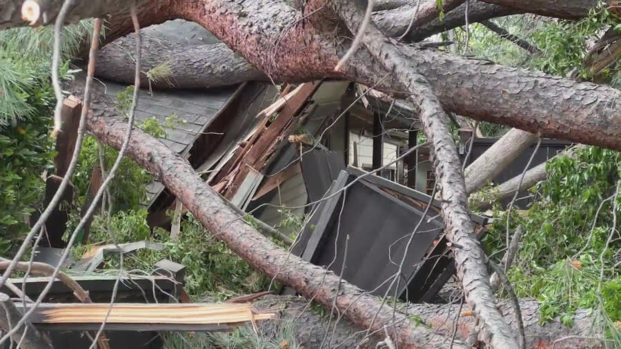 The toppling of a large pine tree left a trail of destruction in Monrovia on May 8, 2024. (KTLA)