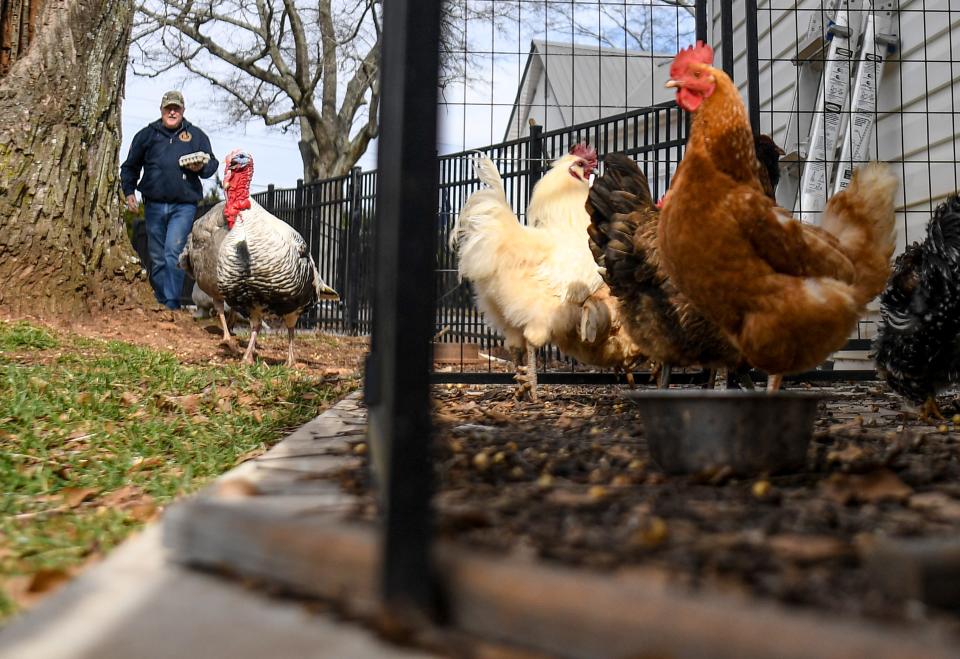 Dean Harbert of Belton, S.C. carries a carton with a dozen eggs from some of his 14 hens Saturday, January 21, 2023. 