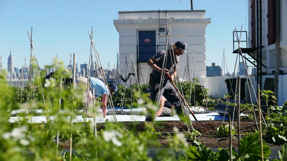 Farmers working at Brooklyn Grange's rooftop farm at the Brooklyn Navy Yard in New York City. (Photo: Brooklyn Grange Rooftop Farm)