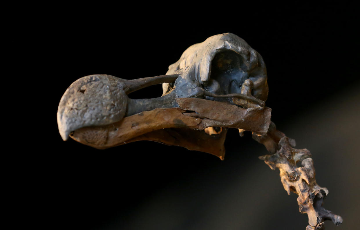 Dodo-Skelett auf einer Ausstellung
