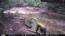 A lesula was photographed in the wild by a camera trap.