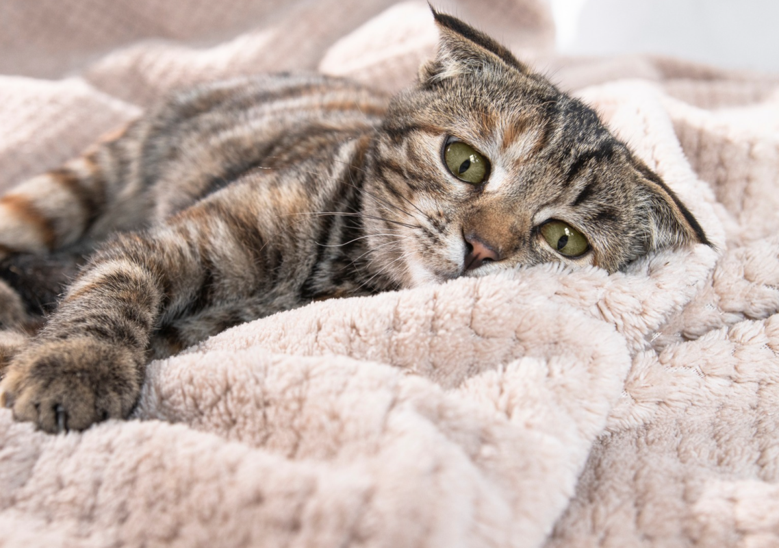 Paralyzed Cat Walks Again