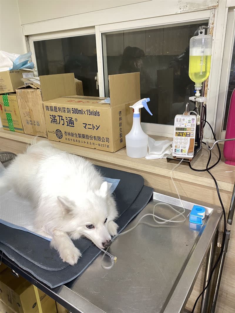 受傷的狐狸犬經送醫搶救仍不治。（圖／動保處提供）